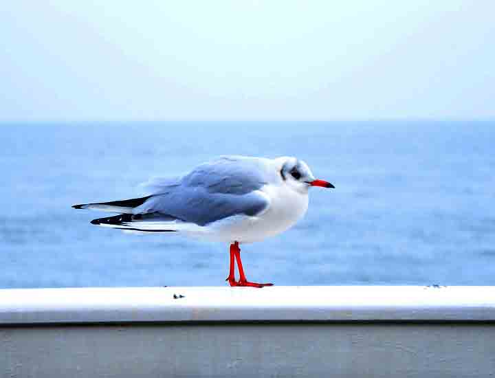 ddos压力测试网页端